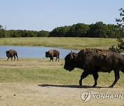 Bison Herd Restoration Native Spirituality
