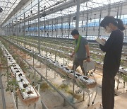 무안군, 청년농업인 양성 위한 경영실습 임대농장 운영