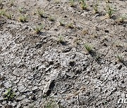 제주 가뭄 대비 특별교부세 10억원 확보…저수조 증설·농업용 관로 정비