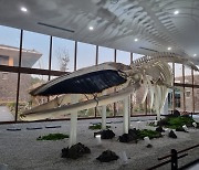 '공룡뼈인 줄' 길이 12.6m 참고래 골격 복원