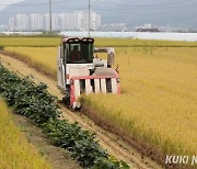 양구군, 벼 재배농가 건조비 지원… kg당 31만원