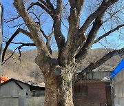 기후 변화 속 늙은 느티나무, 건강검진 받았다