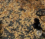 은행나무 잎으로 물든 가을