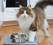 고양이 영양 공급에 대한 보호자들의 흔한 4가지 오해