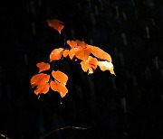 [포토친구] 가을비 맞은 단풍