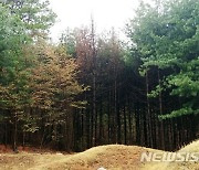 청주 오창서 소나무 재선충병 발생…반경 2㎞ 내 반출 금지