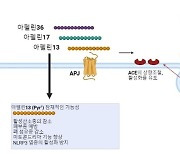 아미노산 결합체 ‘아펠린’, 코로나19 면역·치료 가능성 확인