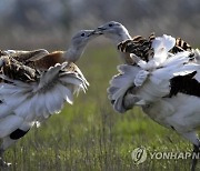 "자연에서 가장 무거운 새 '느시'도 구충식물 찾아먹는다"