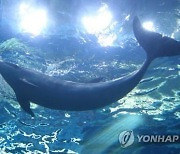 동물원·수족관 허가제 도입…고래 신규 전시 금지