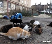 우크라 전쟁통에 겨우 밥먹는 길고양이