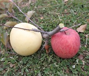 한 나뭇가지에 빨간 사과·황금 사과가 주렁주렁…영양 농부들이 개발했다