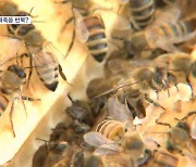 [녹색 경고등②] 이상 기후에 80억 꿀벌 실종…매년 반복 조짐