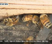 따뜻한 겨울, 월동 잊은 꿀벌…“병충해 걱정”