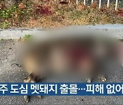 청주 도심 멧돼지 출몰…피해 없어