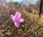 [포토 카페] 철없는 철쭉