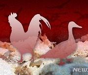 이천시 산란계 농장 17여만 마리 살처분…AI항원 검출