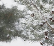 이상 고온 끝 겨울 성큼…주초 호우 뒤 한파·눈