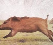 청주도심 멧돼지 3마리 출몰…1마리 사살