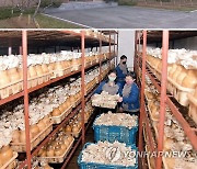 평양류경버섯공장, 매달 수십톤 버섯 공급