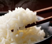 맛있는 밥 위한 쌀 보관법…“밀폐용기 담아 냉장고에” [식탐]