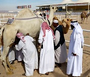 [2022월드컵] 혹사당하는 카타르 관광 낙타…"월드컵 특수에 하루 40명 태워"