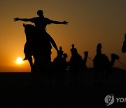 카타르 ‘낙타 체험’ 특수에 낙타 등골 휜다