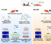 한국연구재단, 자폐·우울증 치료법 단서 찾았다