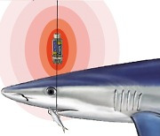 참치 잡으려다 애먼 상어가…낚싯바늘 ‘전기충격’으로 막는다