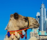 카타르 낙타의 눈물…"하루 1000명 등에 태운다"
