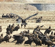 몽골서 날아온 독수리 보러가자 '고성 독수리생태축제'