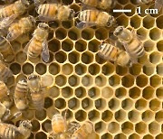 '집짓기 달인' 꿀벌, 정육각형 방 못지을땐 변칙 특정 패턴 반복