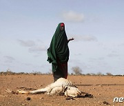 가뭄에 말라죽은 가축…로이터 '올해의 사진'