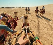 카타르 월드컵 탓에 야근 하는 동물이 있다!? 하루에 관광객 40명 태우는 낙타들