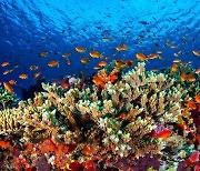 유네스코-호주, 세계 최대 산호초 군락 ‘위험 유산’ 지정 놓고 갈등