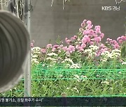 면세유 가격 급등에 화훼 농가 비상…“정부 지원 필요”