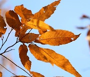 [포토친구] 갈색 가을