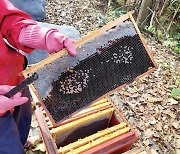 원인 모를 꿀벌 집단실종·폐사… “올해는 시기 빨라지고 피해 악화”