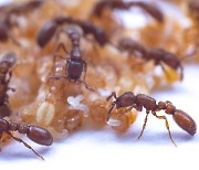 [사이언스샷] 개미도 젖으로 애벌레 키운다
