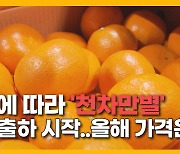 [자막뉴스] 품질에 따라 '천차만별'..감귤 출하 시작 "20배 이상  차이"