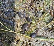 검찰, 국내 최대 두꺼비 산란지 ‘망월지’ 수문 개방한 60대 기소…“올챙이 집단폐사 원인”