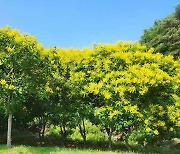 포항시, 호미반도에 천연기념물 모감주나무 심는다