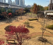 [용인소식] 자투리 공간 등 도심 8곳에 도시숲 조성