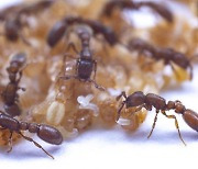 개미 번데기 '우유'같은 분비물로 발달단계 다른 세대 통합