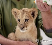 Russia Ukraine War Lion Cubs