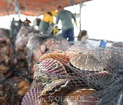 제철 맞은 경남 고성 '가리비'맛에 빠지다! 