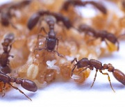 우유 나오는 번데기로 유충 기른다…사회적 곤충 개미의 의사소통법