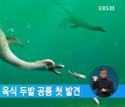 '다이빙 새' 닮은 육식 두발 공룡 첫 발견