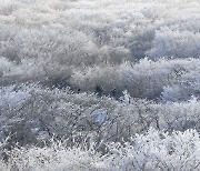 토요일 내릴 눈, 일요일 얼음 된다...모레 최저기온 -11도로 '뚝'