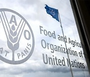 11월 세계식량가격지수(FFPI) 135.7P, 전월비 0.2P↓…8개월 연속 하락