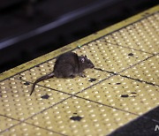 '쥐와의 전쟁' 선포한 뉴욕 구인 공고…"2억 이상 줄테니 잡아달라"
